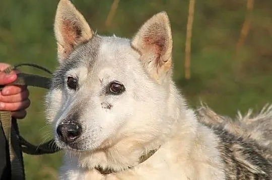 EDNA - mini haszczanka do adopcji