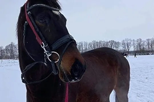 Klacz, , 