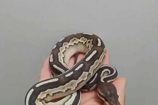 Pyton Królewski samica Savannah (Cinnamon Mojave)