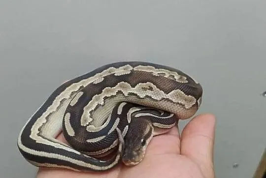 Pyton Królewski samica Savannah (Cinnamon Mojave), Dolnośląskie, Jelenia Góra