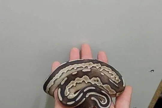 Pyton Królewski samica Savannah (Cinnamon Mojave), Dolnośląskie, Jelenia Góra