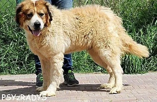 NERON piękny, łagodny, mądry pies bernardyn mix,