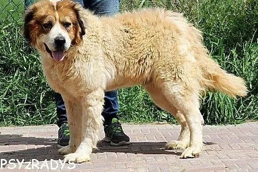 NERON piękny, łagodny, mądry pies bernardyn mix,  
