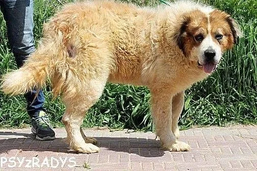 NERON piękny, łagodny, mądry pies bernardyn mix,  