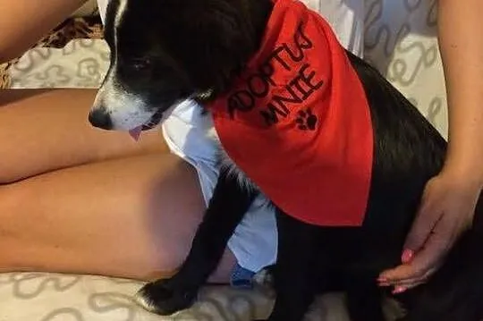 Shaza, 6 miesięczna kochana sunia szuka domu!