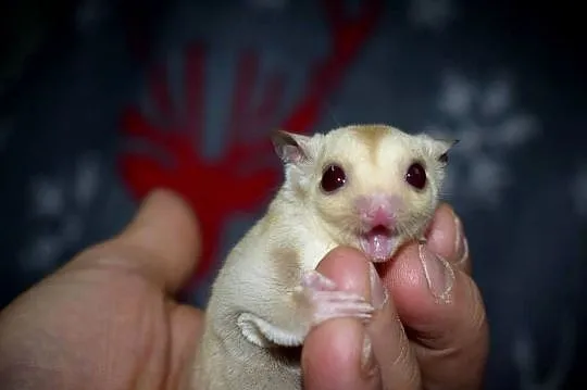Lotopakanka, lotopałanki, sugar glider