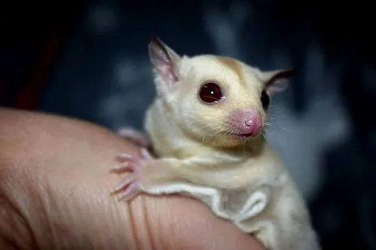 Lotopakanka, lotopałanki, sugar glider, Dolnośląskie, Wrocław
