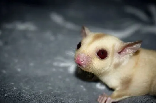 Lotopakanka, lotopałanki, sugar glider, Dolnośląskie, Wrocław