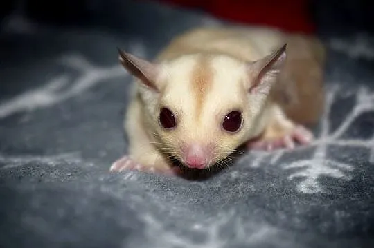 Lotopakanka, lotopałanki, sugar glider, Dolnośląskie, Wrocław
