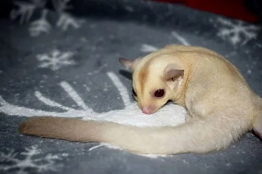 Lotopakanka, lotopałanki, sugar glider, Dolnośląskie, Wrocław