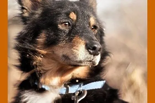 Średni 12 kg, 5 lat, przytulaśny, łagodny piesek KAJTUŚ_Adopcja
