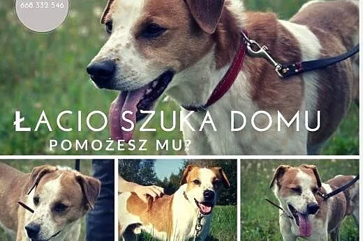 Łacio to piękny psiak - schronisko go wykańcza... 