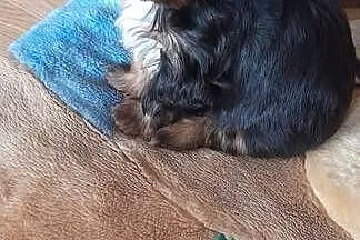 Yorkshire Terrier  Black Tan