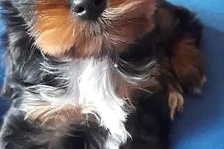 Yorkshire Terrier  Black Tan, Pomorskie, Rumia