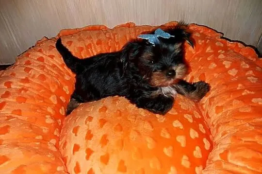 Yorkshire Terrier  Black Tan, Pomorskie, Rumia
