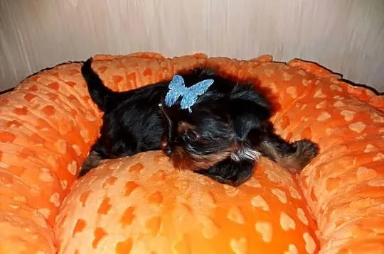 Yorkshire Terrier  Black Tan, Pomorskie, Rumia