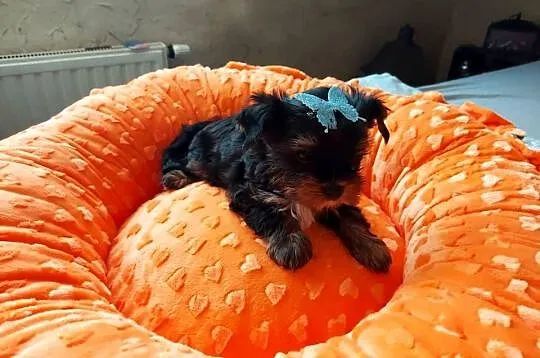 Yorkshire Terrier  Black Tan, Pomorskie, Rumia