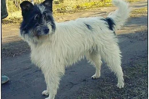 CIAPEK - pies na medal do adopcji!,  pomorskie Gdańsk