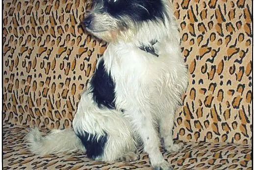 CIAPEK - pies na medal do adopcji!,  pomorskie Gda