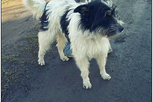CIAPEK - pies na medal do adopcji!,  pomorskie Gda