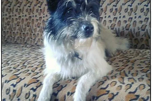CIAPEK - pies na medal do adopcji!,  pomorskie Gda