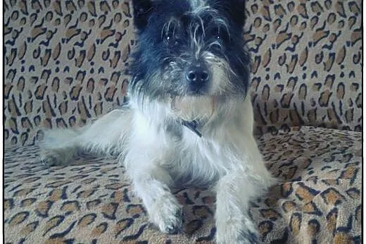 CIAPEK - pies na medal do adopcji!,  pomorskie Gda