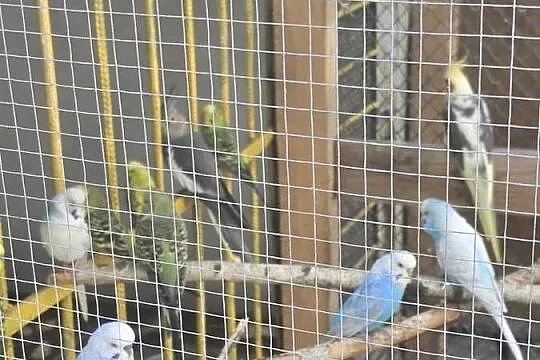 Sprzedam Papugi Nimfy, Lubelskie, Lublin