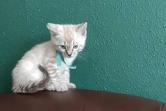 Koty Bengalskie do Rezewacji