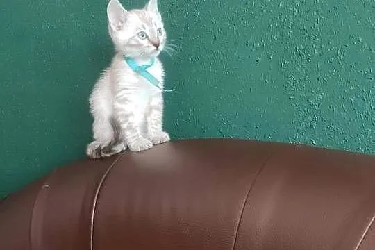 Koty Bengalskie do Rezewacji, Mazowieckie, Sikórz