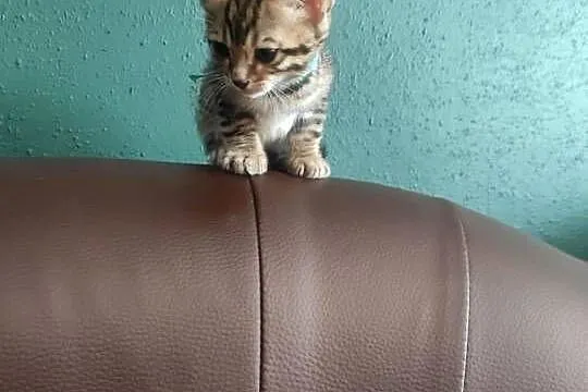 Koty Bengalskie do Rezewacji, Mazowieckie, Sikórz