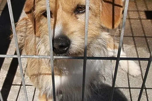 Milusiński piesek Rokez do adopcji! ,  łódzkie Łódź
