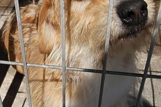 Milusiński piesek Rokez do adopcji! ,  łódzkie Łód