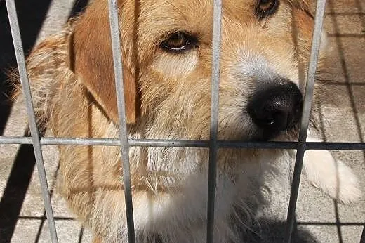 Milusiński piesek Rokez do adopcji! ,  łódzkie Łód