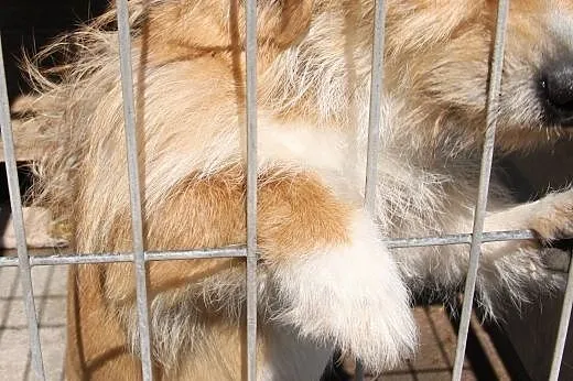 Milusiński piesek Rokez do adopcji! ,  łódzkie Łód