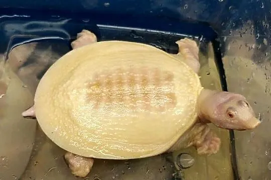 Żółwiaka chiński albino (Pelodiscus sinensis), Śląskie, Gliwice