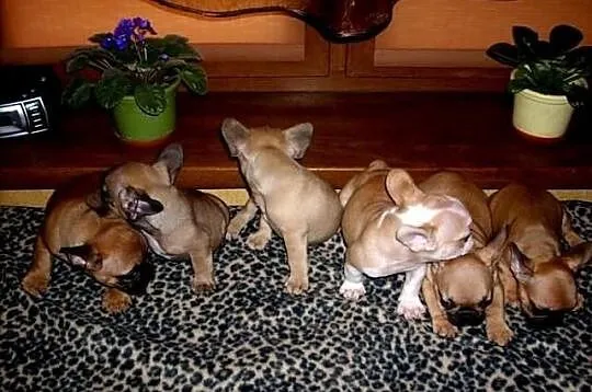 Buldog Francuski - szczeniaczki.