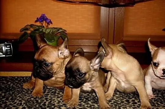 Buldog Francuski - szczeniaczki.
