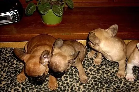 Buldog Francuski - szczeniaczki.