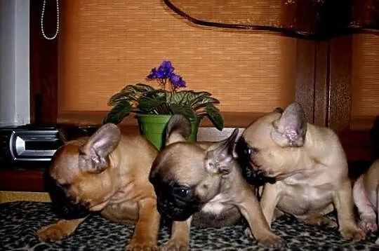 Buldog Francuski - szczeniaczki.