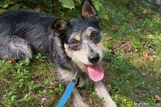 Foks - uroczy szorściak do adopcji!,  mazowieckie 