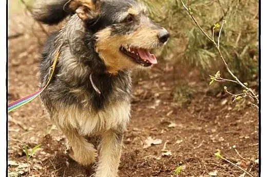 Foks - uroczy szorściak do adopcji!,  mazowieckie 