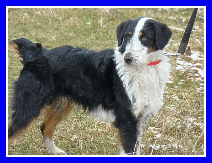 TRICOLOR, 2 letni piesek FOX,waga 13 kg,towarzyski