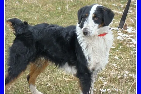 TRICOLOR, 2 letni piesek FOX,waga 13 kg,towarzyski
