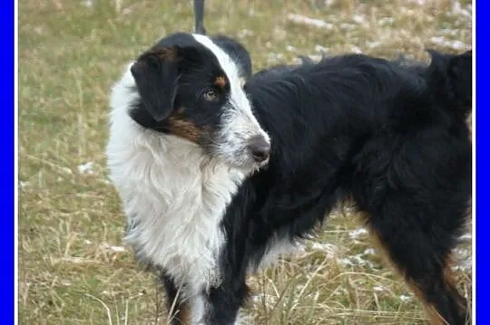 TRICOLOR, 2 letni piesek FOX,waga 13 kg,towarzyski