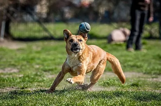 Złota sunia czeka na swojego człowieka - Lorka, , Wrocław