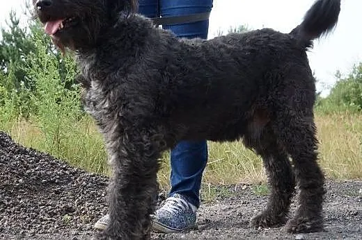 Ambroży-  kudłacz o wielkim sercu czeka na swój do