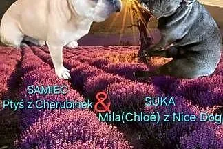 Buldog francuski szczeniaczki, Łódzkie, Czyżeminek