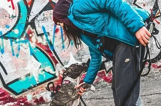 MELA - AMSTAFFKA po przejściach- pokochaj, podaruj