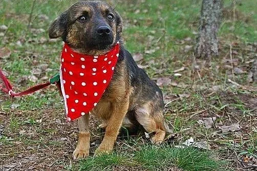 Apuś młodziutki, łagodny słodziak do adopcji,  Kun