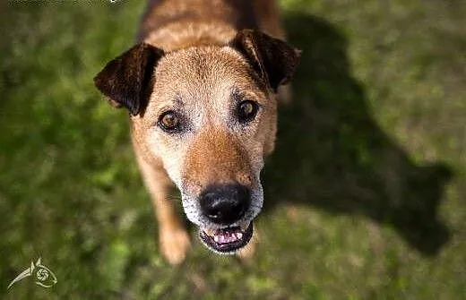 Psi senior Kartoszek poleca się do adopcji!, mazo